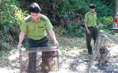 Thả 3 con khỉ quý hiếm về môi trường tự nhiên ở Đắk Lắk
