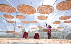 Làng nghề tôm khô Cà Mau rộn ràng vào vụ Tết