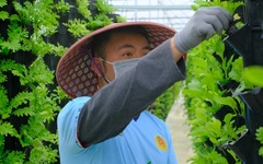 Thuê đất, trồng vườn trở thành Lifestyle ‘hái ra tiền’ đối với cư dân đô thị