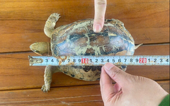 Rùa quý hiếm bò vào vườn, người dân nộp ngay cho phường