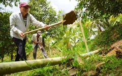 Gió chướng thổi mạnh, nhà vườn Bến Tre gấp rút ngăn nước mặn