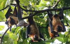 Lý do dơi treo ngược khi ngủ