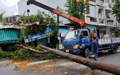 Mưa to làm ngã đổ nhiều cây xanh ở TP Tân An