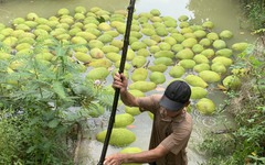 Giá mít Thái giảm sâu, nhà vườn miền Tây lỗ nặng