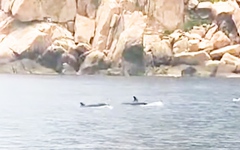 Thích thú ngắm đàn cá heo cả trăm con trên vịnh Nha Trang