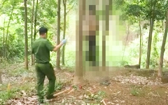 Đi săn nấm mối, phát hiện thi thể nam giới đang phân hủy treo trên cây cao su