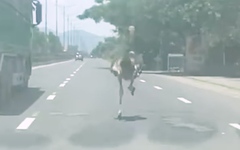 Đà điểu chạy bộ trên quốc lộ 1, nghi là vật nuôi sổng chuồng