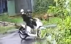 Cây phượng bật gốc kéo đứt dây điện, hai thanh niên chạy xe va trúng bị giật tử vong