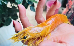 Cận cảnh con tôm sú màu vàng óng, có tới 3 râu độc lạ ở Cà Mau