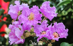Gửi bạn 10 lời chào tháng 6 ấn tượng