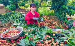Nông dân Đắk Lắk trúng tiền tỉ nhờ vải thiều chín sớm