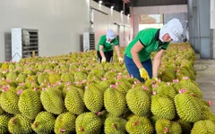 Sầu riêng xuất khẩu sang Trung Quốc giảm sâu, Bộ trưởng Đỗ Đức Duy chỉ đạo loạt giải pháp