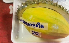 Ảnh vui 14-6: Nhìn rất sầu riêng, nhưng lại là xoài!