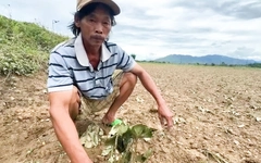 Nông dân thất thần nhìn hoa màu thiệt hại nặng sau lũ trái mùa ở Quảng Nam