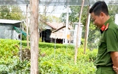 Vụ đòi cơ sở cây giống có 'chứng chỉ ghép cây': Sở Nông nghiệp và Môi trường tỉnh Hậu Giang nói gì?