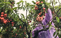 Vì sao vải thiều rớt giá 'thê thảm', có nơi dưới 10.000 đồng/kg?