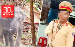 Bản tin 30s Nóng: Voi quật chết người ở Đồng Nai; Quay video tố CSGT ở Vĩnh Long