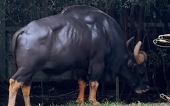 Ảnh vui 30-6: 'Cái câu 17 bẻ gãy sừng trâu nó... xưa rồi Diễm'
