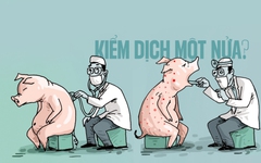 Kiểm dịch động vật: Chú heo bị bệnh... một nửa!