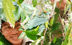 Đàn châu chấu bùng phát ở Quảng Bình đã cắn trụi hết lá 7ha cây luồng của người dân