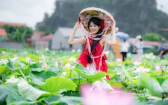 Đầm sen Hang Múa vào mùa, hút khách check-in từ sáng sớm