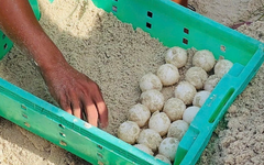 Rùa biển xanh trong Sách đỏ về đẻ trứng ở Hòn Cau