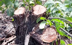 Điều tra vụ hơn 2,5ha rừng phòng hộ ven biển ở Huế bị chặt phá