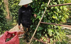 Vì sao giá hồ tiêu vẫn chưa bật tăng mạnh như kỳ vọng?