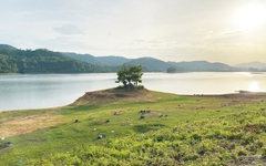 Mê mẩn hồ Phú Ninh mùa nước cạn, du khách đổ về check-in cây cô đơn