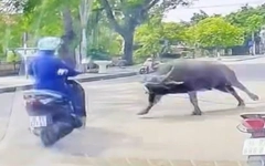Trâu sổng chuồng lao ra đường, húc gãy xương sườn người phụ nữ chạy xe máy