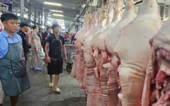 Giá heo liên tục giảm do ảnh hưởng dịch bệnh?