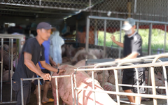 Lời khai của chủ cơ sở thu mua heo dịch bệnh làm thực phẩm bán ra thị trường