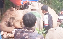 Voi cái Bắk Khăm bị voi đực tấn công, trượt chân chết trong rừng ở Đắk Lắk