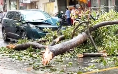 Mưa dông, cây xanh ngã đổ đè nhiều ô tô ở TP.HCM