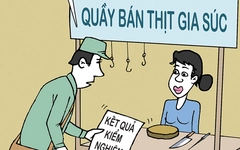 Dịch tả heo châu Phi: Thu hồi heo bệnh từ trong... dạ dày?