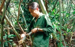 Mùa săn măng
