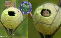 Bóng Wimbledon được tái chế làm ‘nhà’ cho chuột