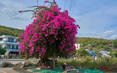 Check-in con đường hoa giấy đẹp như tranh tại Khánh Hòa