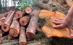 Hàng trăm cây phi lao bị chặt trong rừng phòng hộ để làm củi