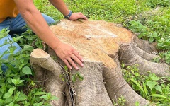 Sáp nhập tỉnh thành, phường xã