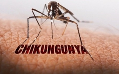 TP.HCM chưa phát hiện ca bệnh Chikungunya, tích cực giám sát và dự phòng
