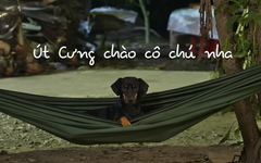 Út Cưng và Gái Vàng - hai em cún đang gây sốt trong Gia đình Haha