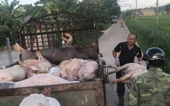 52/94 xã, phường có dịch tả lợn Châu Phi, Đà Nẵng đề xuất tiêm phòng bắt buộc