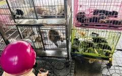 Ngàn lẻ một chuyện bi hài khi tìm chuộc thú cưng