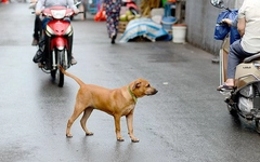 Thiếu niên 14 tuổi mắc bệnh dại sau 1 tháng bị chó cắn