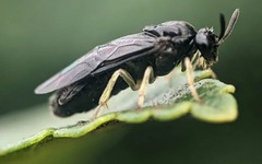 Ong 'toàn cái' từ Đông Á tràn sang Bắc Mỹ, khoa học lo lắng