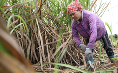Mái ấm ngày xuân