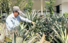 Cận Tết, giá khóm tăng vì nguồn cung thấp