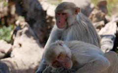 Phát hiện hàng chục loài linh trưởng có quan hệ đồng giới