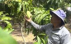 Giá xoài tăng cao dịp cận Tết nhưng nhà vườn vẫn ‘khó lời’